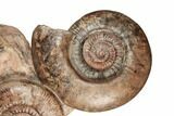 Tall, Jurassic Ammonite (Hammatoceras) Display - France #191739-3